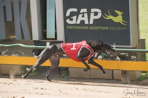 australian greyhound racing results|Greyhound Racing News & Form .